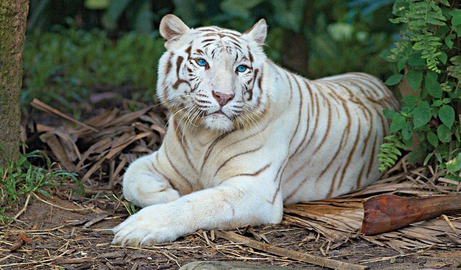 For example, a single gene causes the tiger shown below to have white fur.