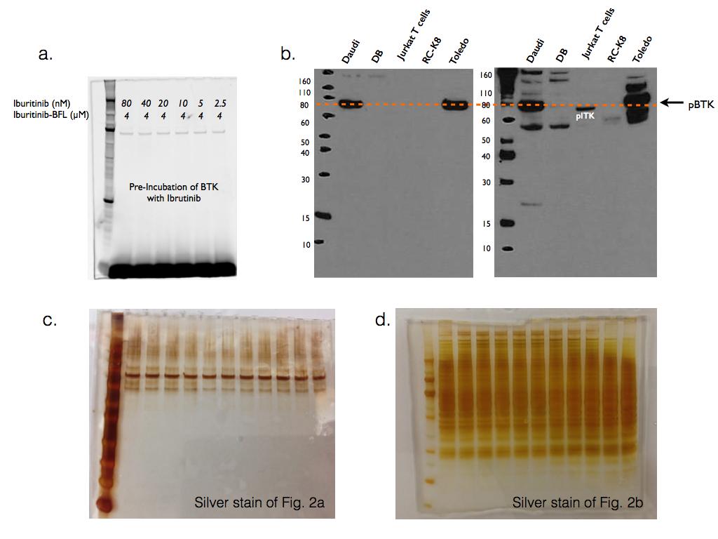 Supplementary Figures Supplementary Fig. S1. Gel electrophoresis experiments. a. Competition. After pre-incubation of BTK with concentrations of Ibrutinib ranging from 80 to 2.