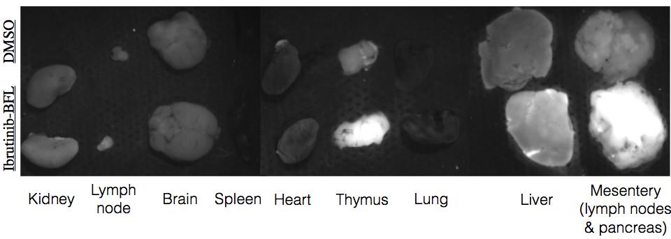 Supplementary Fig. S4. Ex vivo fluorescence imaging with DMSO control or Ibrutinib-BFL (top and bottom of individual organ figures).
