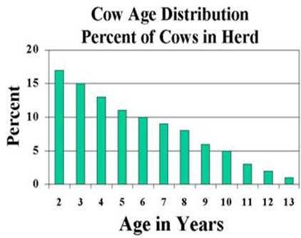 Therefore it is a constant struggle to evaluate the number of replacement heifers that must be developed or purchased to bring into the herd each year.