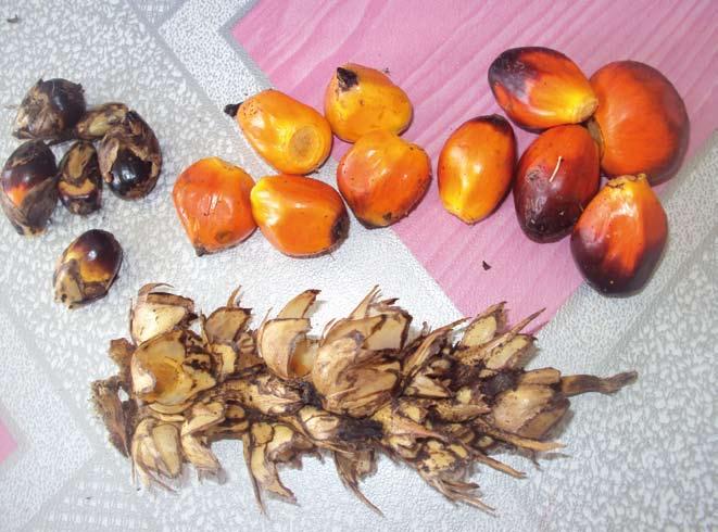 Detached oil palm fruits: Analysis of oil content of a harvested bunch must include a