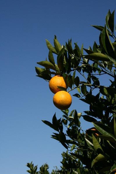 Citrus Production School February 21, 28, and March 7, 2017 7:00 PM 9:00 PM Family Service Center, 310 West Whidden Street, Arcadia, FL SCHEDULE February 21, 2017 Genetic Engineering in Agriculture