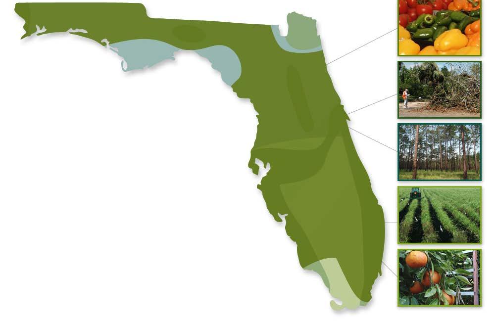 Florida s Inedible Biomass Feedstocks 15 million acres of forest land 10 million acres of farm