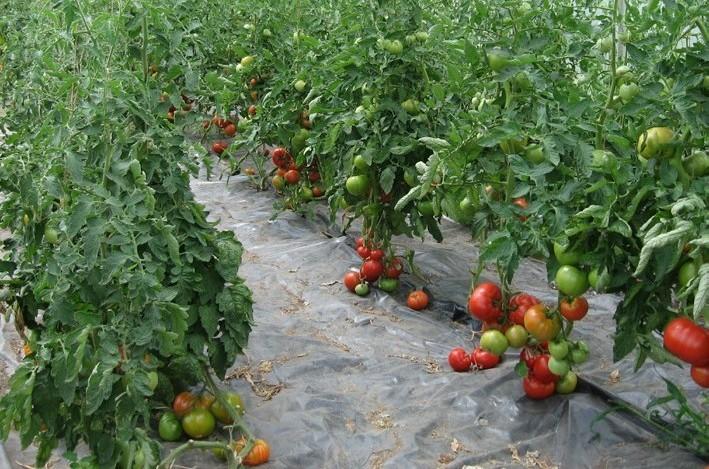 2011 COST ESTIMATES OF PRODUCING HIGHTUNNEL TOMATOES IN WESTERN WASHINGTON By Suzette P.
