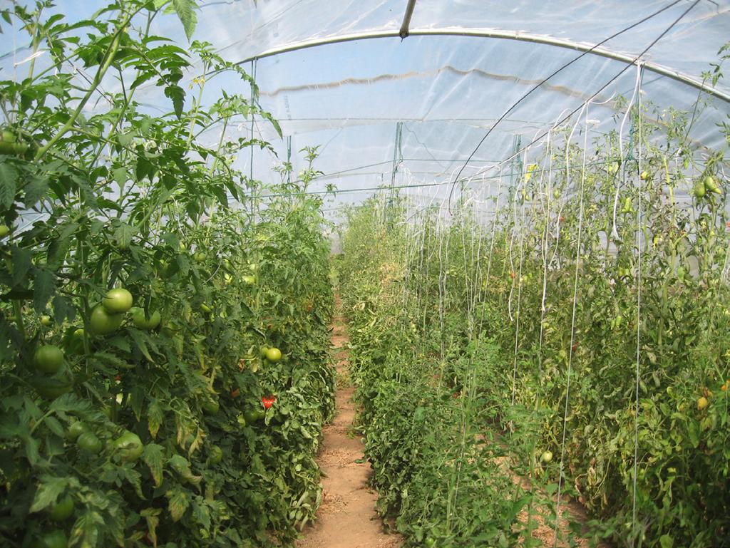 Budget Assumptions Figure 2. Several varieties of tomatoes grown in a high tunnel in western Washington. is low.
