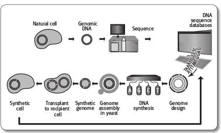 Genome Editing and DNA synthesis Source: US