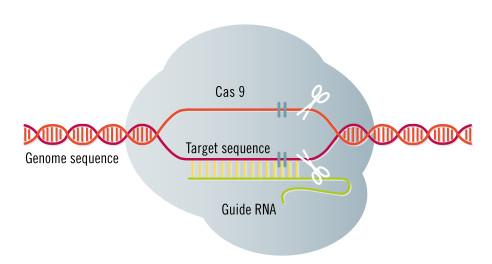 Genome Editing and nucleases such as CRISPR (Clustered