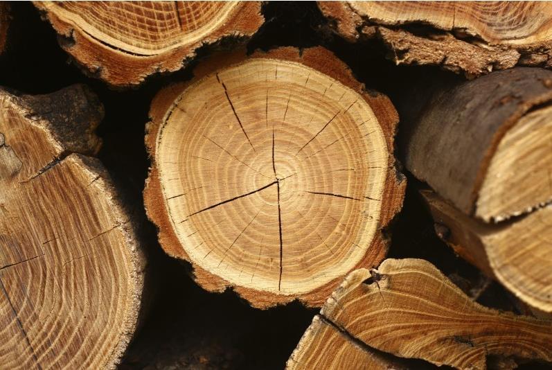 EU Timber Regulation: