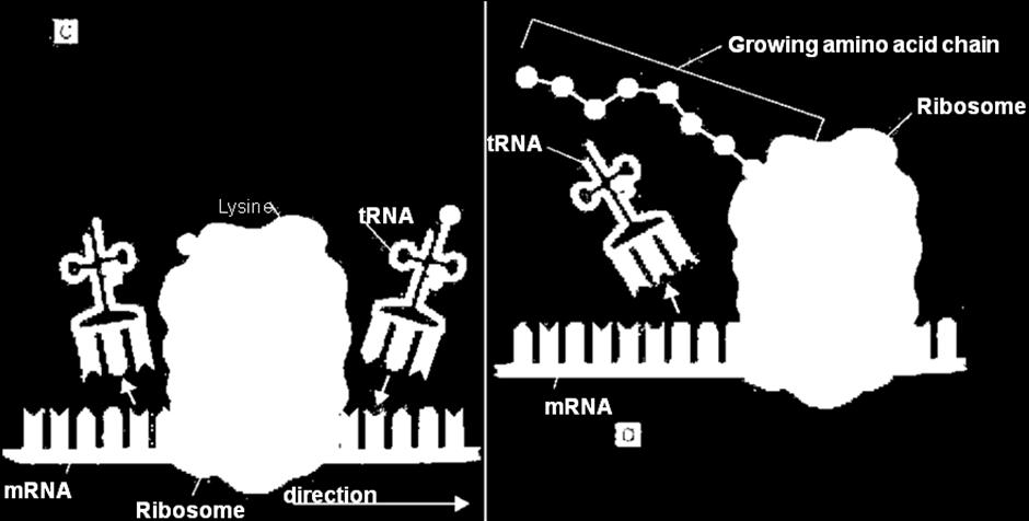How the Cell Uses the Genetic Code (pages 133 to 135) RNA is a chemical that copies and reads the genetic code. RNA stands for Ribonucleic Acid. RNA is found in the nucleus and cytoplasm of a cell.