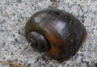 A typical adaptation of apple snails is the combination of a bronchial respiration system comparable with the gills of a fish (at the right side of the snail body) and a lung (at the left side of the