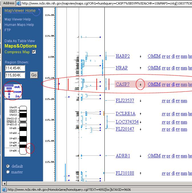 Page 4 of 18 This brings up the MapViewer window more or less centered on the location of the caspase 7 gene.