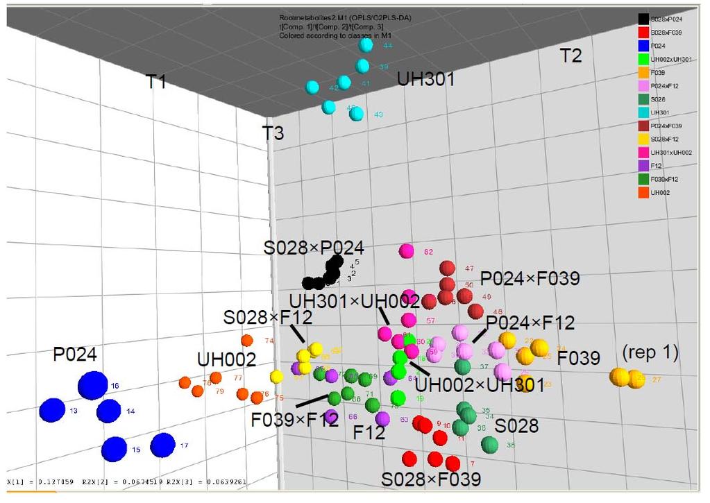 Fig 2 SIMCA visualization of entry clusters discriminated using the three most significant OPLS factors. Each sphere is a replicate of an entry with SIMCA assigned observation numbers beside them.
