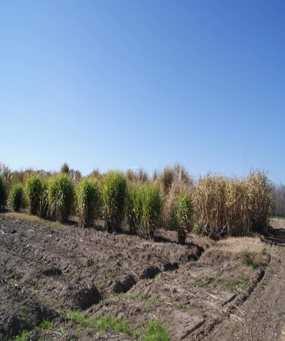 sugarcane belt Energy cane seedlings (left) and