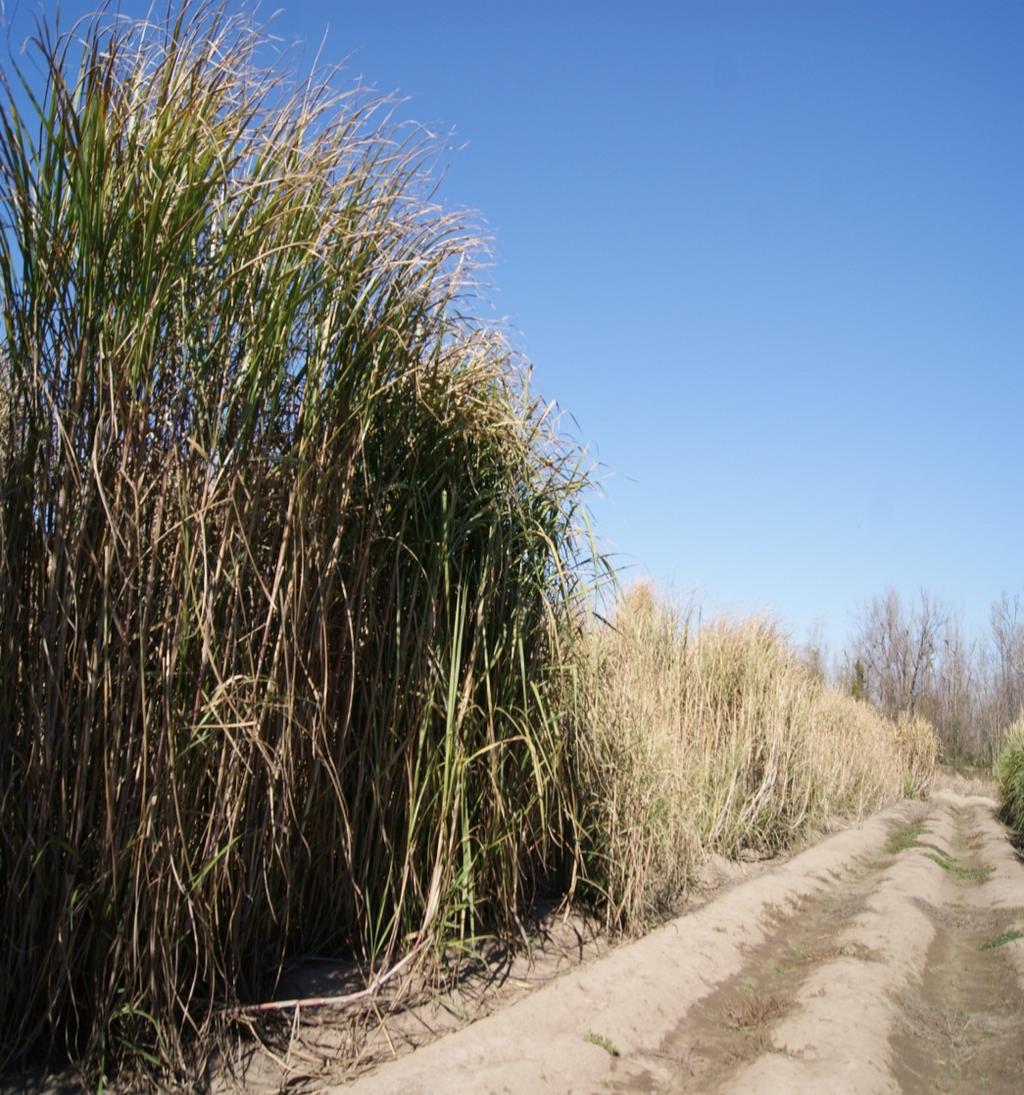 crosses with sugarcane are being evaluated for