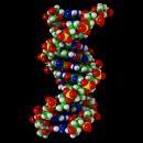 What are your genes? DNA (Deoxyribonucleic Acid) DNA holds your specific code for every part of your body.