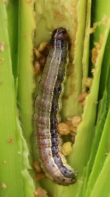 Briefing Note on FAO Actions on Fall Armyworm in Africa Date: 24 October 2017 BACKGROUND Fall Armyworm (Spodoptera frugiperda), FAW, is an insect native to tropical and subtropical regions of the