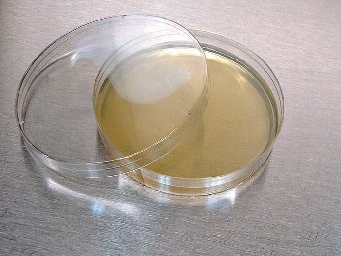 Nutrient agar, Blood agar Liquid Media Liquid media are referred to as broth.