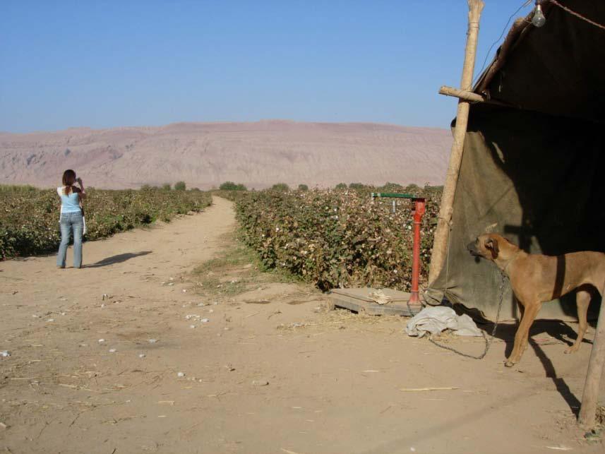 Restoration of Tarim Basin, China Irrigation diversions dry lower Tarim