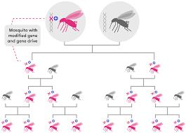 Genomics: gene drives Mosquitoes and malaria: engineer mosquito