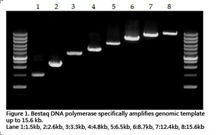 Next Generation PCR 2 Kodaq DNA Polymerase and MasterMix abm s Kodaq DNA Polymerase has strategically engineered NTC Kodaq Competitor NTC Kodaq Competitor A B A B has exceptional 3 to 5