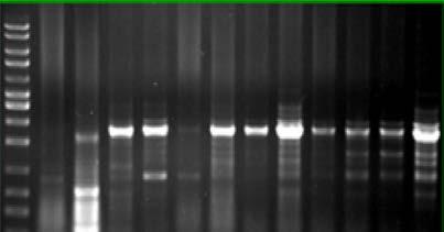 Robust PCR performance, resistant to most PCR inhibitors commonly found in samples (including plant samples) PCR success with A/T and G/C rich templates mscrib Trim33 Figure 2: Robustness of