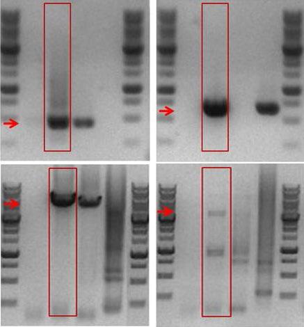 Polymerase and MasterMix HotStart Taq DNA Polymerase is an antibody mediated form of Taq DNA Polymerase that is inactivated when bound to abm s Anti- Taq Antibody at room temperature, requiring