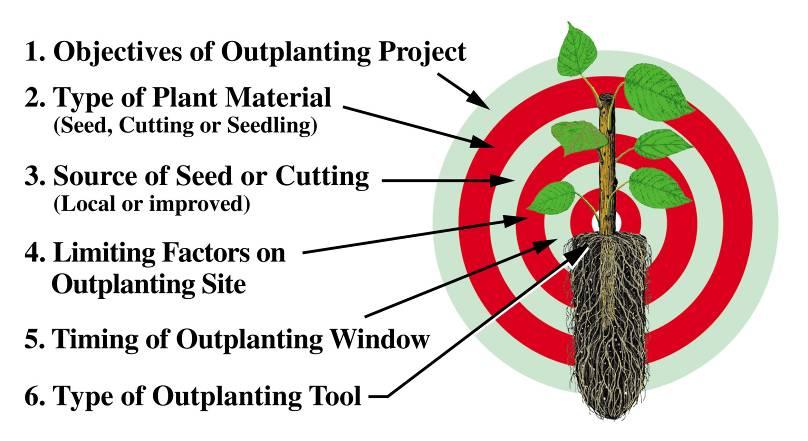 SEEDLING QUALITY In simple terms, performance of nurserygrown seedlings in the field Fundamental aspect of the Target