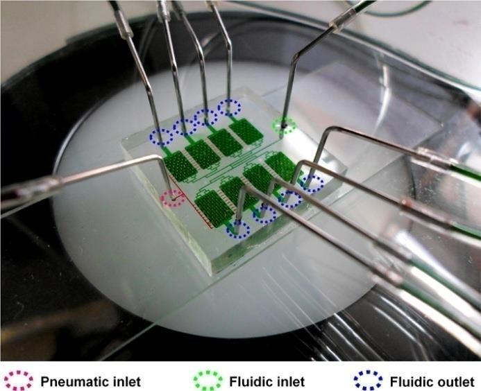 Figure S2. The actual microfluidic device. Different food dyes were used to visualize microfluidic components: green for fluidic channels and chambers, red for control channels and PµSs. Figure S3.