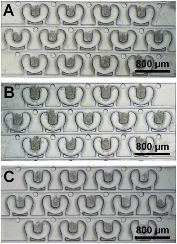 Figure S4. Array-like cell trapping in PµSs-based microfluidics at different flow rates, i.e., 5 µl/min (A), 25 µl/min (B) and 50 µl/min (C).