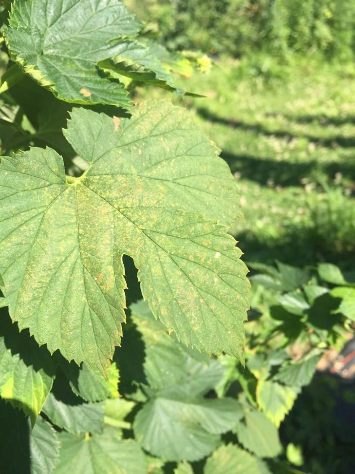 Spider mites cause stippling on the tops of the leaves (Figures 1 and 2), but when scouting you have to look at the bottom of the leaves to locate the mites.