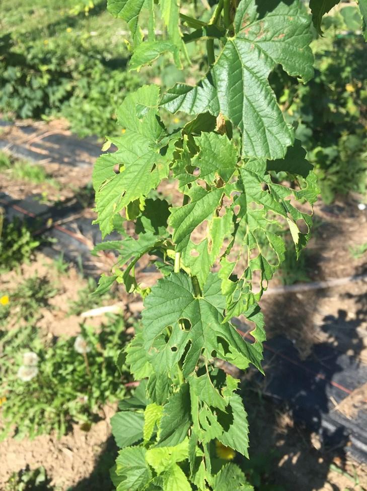 Currently, mites are being found more on the bottom half of the hops plant, but as their populations continue to grow, they will move up the plant.