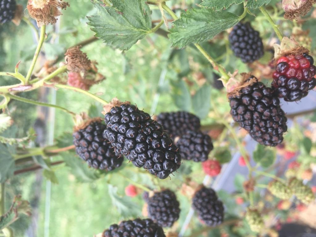Southern Ohio Vegetable and Fruit Update June 30 th IPM Report From Zach Charville, OSU Extension IPM Crop Scout Intern 6 Following recent rains in the area, blackberries are now starting to be