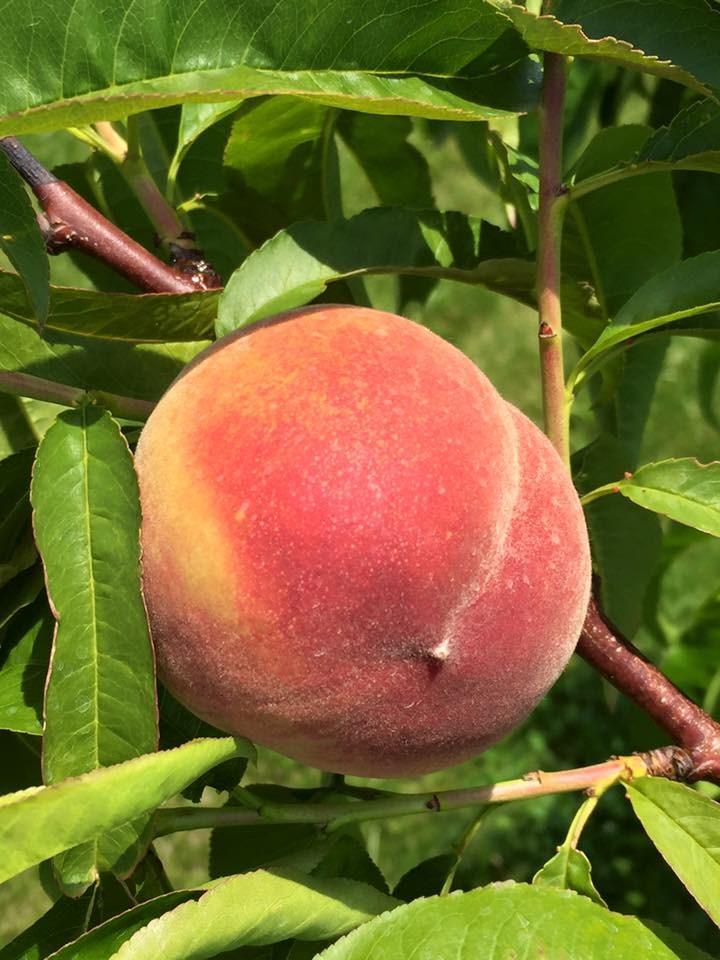 Southern Ohio Vegetable and Fruit Report June 17 th to June 30 th From Brad Bergefurd, OSU Extension Educator and Horticulture Specialist, Ohio State University Extension Scioto County & OSU South