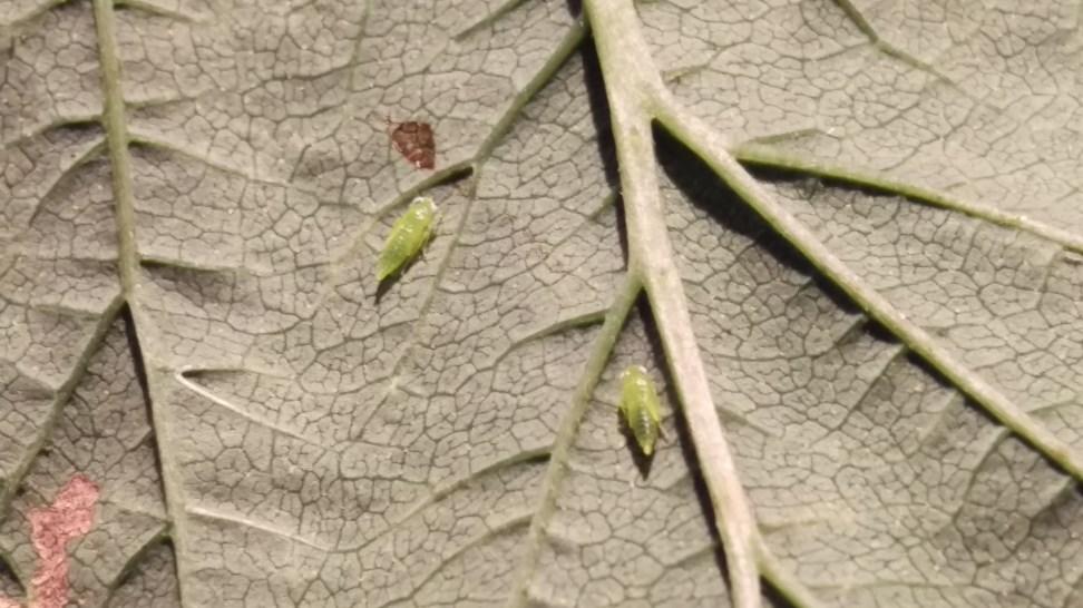 Flea beetles continue to cause damage to eggplant. Tomato hornworm pressure has increased in tomato plantings.