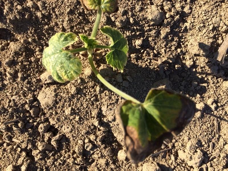Herbicide carry-over damage has been reported where pumpkins were transplanted into a 2015 corn field that had been sprayed with Atrazine herbicide.