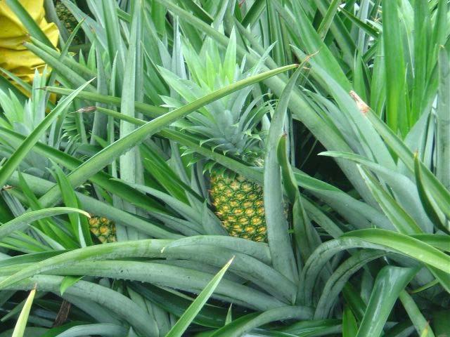 Fresh Pineapples in the Republic of Guinea: An Investment Analysis Prepared for the U.S.