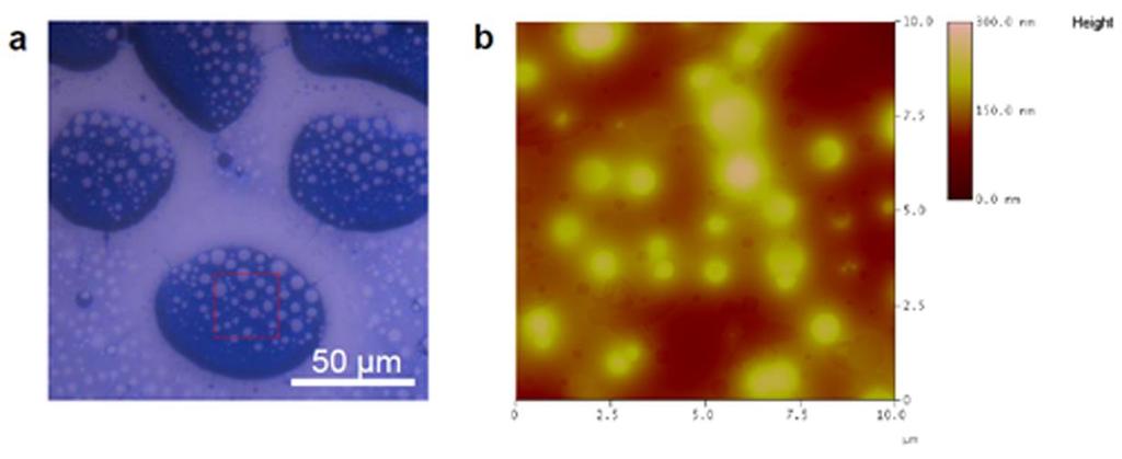 Figure S5. (a) Fluorescence image showing the phase separation of TDHA-doped PS/PB film with ϕ(ps) = 60%. (b) Magnified image of the marked area in Figure (a) using AFM.