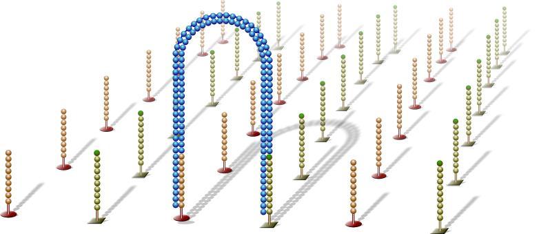 Cluster Generation Bridge Amplification Single-strand flips over to hybridize to adjacent