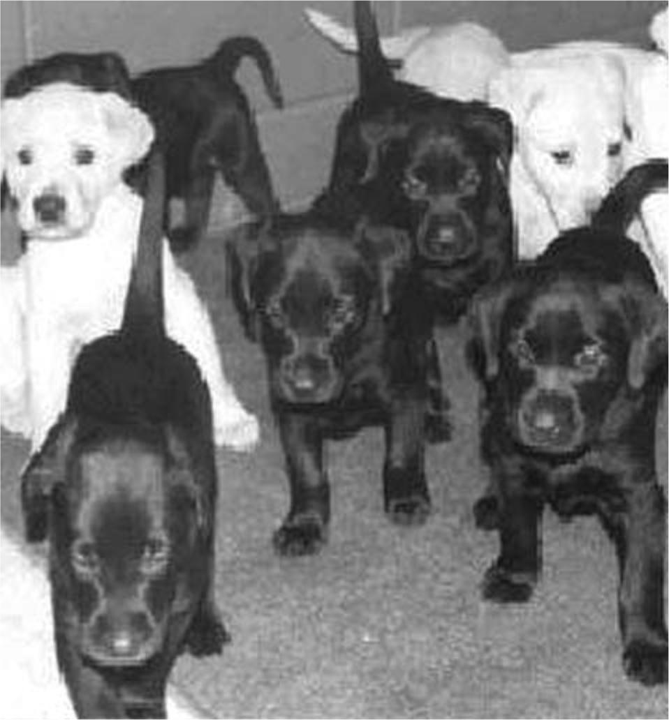 4. The puppies shown in the photograph below are all from the same litter. 6. To determine the identity of their biological parents, adopted children sometimes request DN tests.