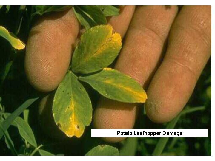 Potato leafhoppers also feed on soybeans but have not been a problem in KS yet on this crop, but alfalfa is perennially at risk.