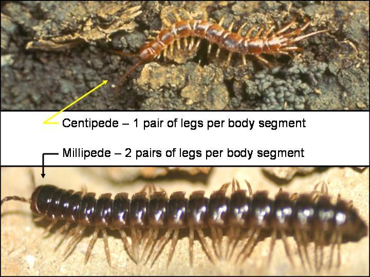 (As an aside, actually what appears to be a single body segment in millipedes is, in fact, two fused segments, each with a pair of legs --- hence the 2 pairs of legs per body appearance) There are 4