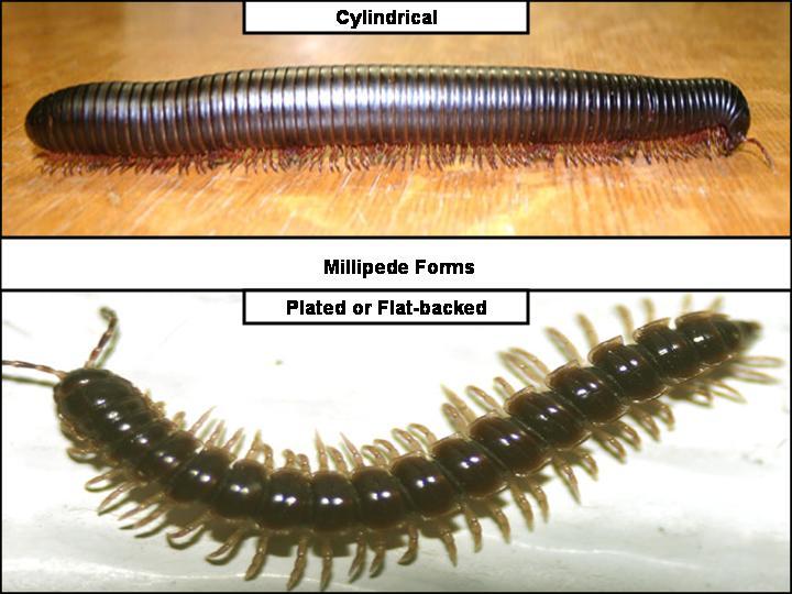 The life cycle of millipedes extends over a period of years. Depending of conditions, development from egg to adult may require 2-4 years, with adults living additional years.