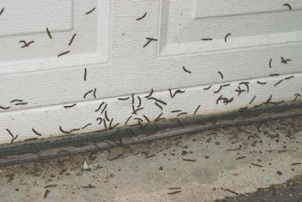 They are mostly observed around daybreak when massing on sides of buildings, patios/decks, driveways