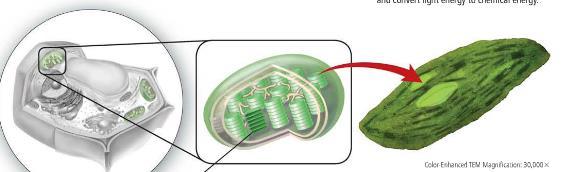 organelle in the image below: (d)
