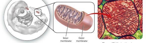 (f) Outline a function of this organelle: Name the organelle in the image above.