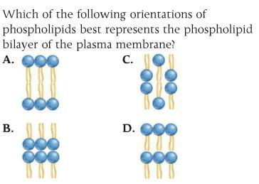 Question 5 20m Fill the gaps: (a) (b) (c) How does the orientation of the phospholipids in the bilayer allow a cell to interact with its internal and external environments?