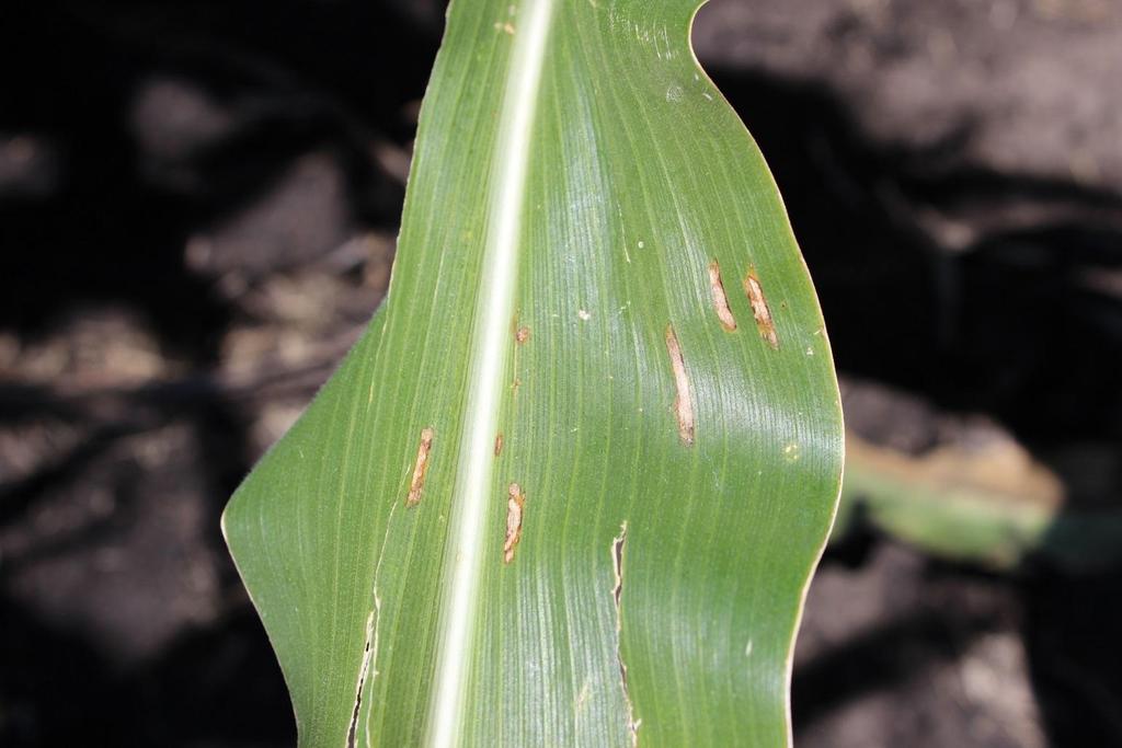 Disease incidence was low; however, the disease symptoms that appeared were generally very late in the season and likely had little to no impact on yield.