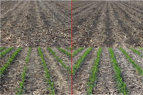 Figure 2. Improperly-set row cleaners without seed firmers (left) and properlyset row cleaners with seed firmers (right). Figure 3.