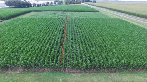 Accurate seed placement, good seed/soil contact, and a clean seed bed are important factors in enabling corn seedlings to establish quickly and begin growing vigorously.