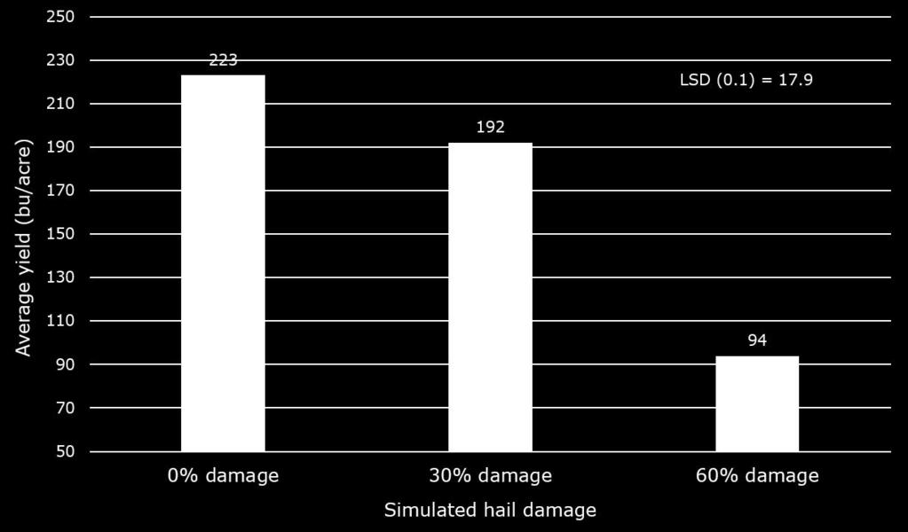 Figure 1. Average yield across all foliar treatments for each hail damage treatment Figure 2. Average yield in each foliar treatment at each hail damage treatment.